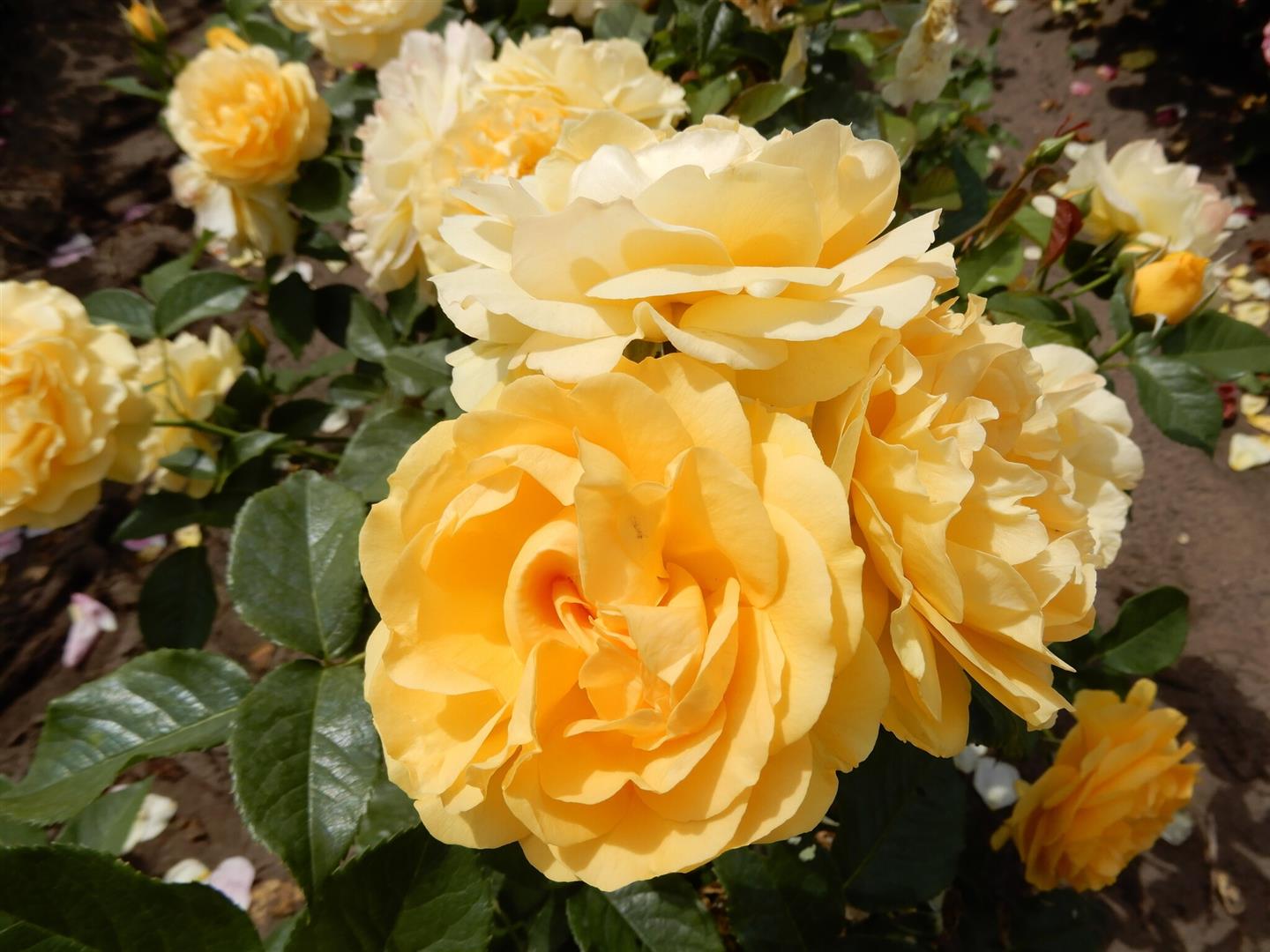 Rosa &