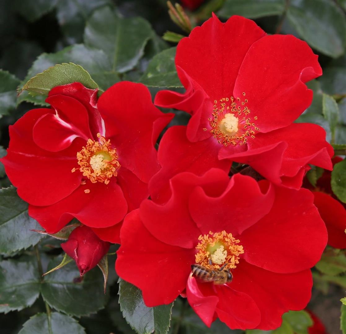 Rosa (H) &
