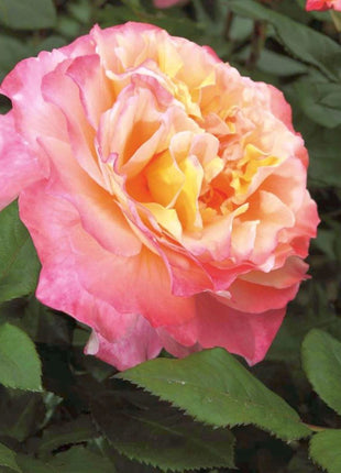 Rosa (H) 'Augusta Luise'