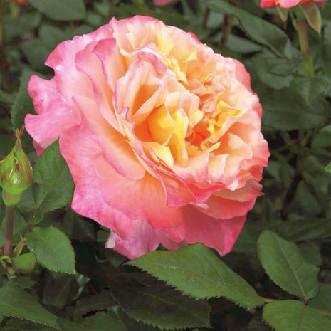 Rosa (H) 'Augusta Luise'