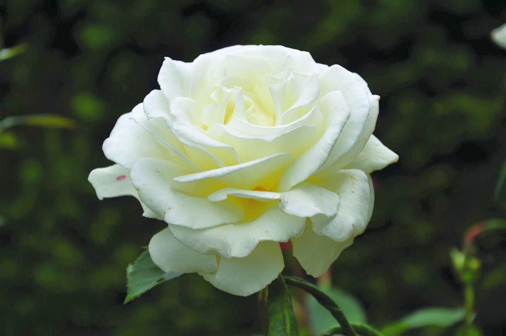 Rosa &