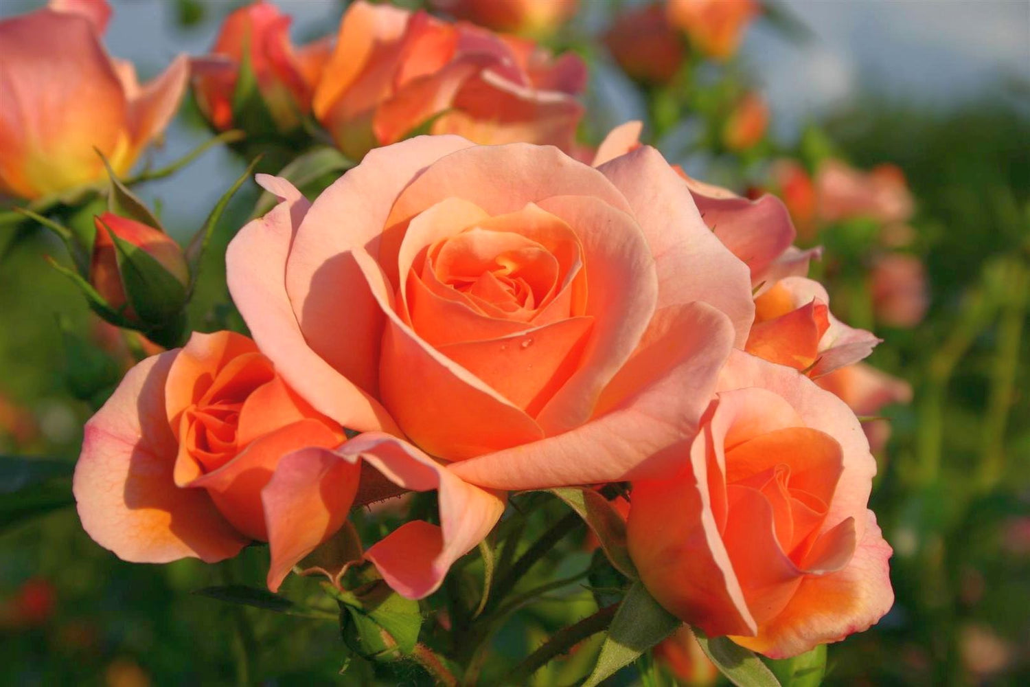Rosa &