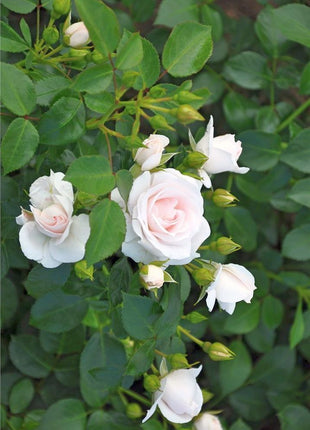 Rosa (H) 'Aspirin Rose'