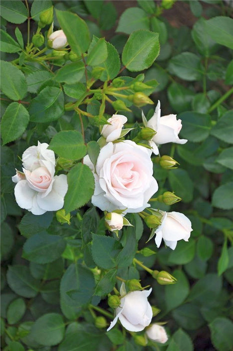 Rosa (H) 'Aspirin Rose'