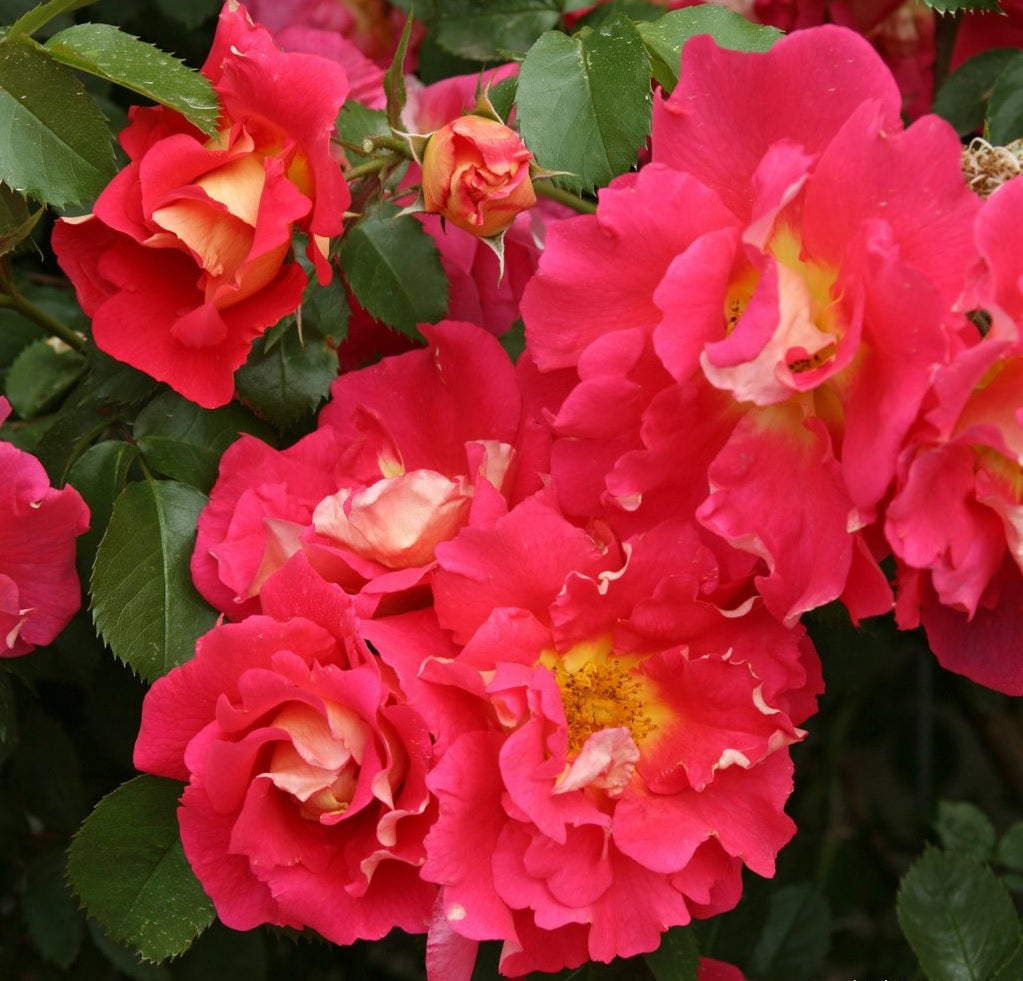 Rosa &