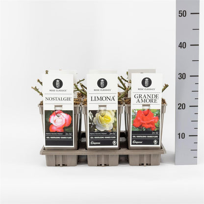 Rosa-mix Ädelrosor C3 (3 liters kruka)