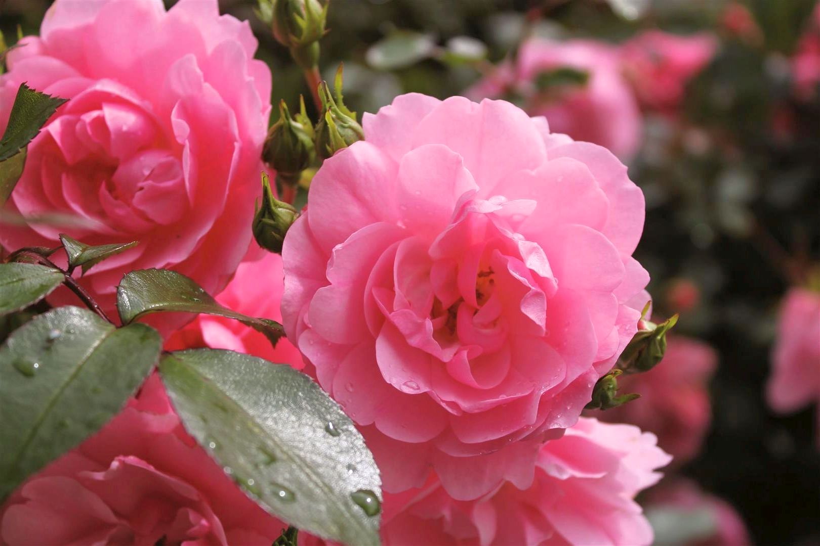 Stamros Rosa (F) &