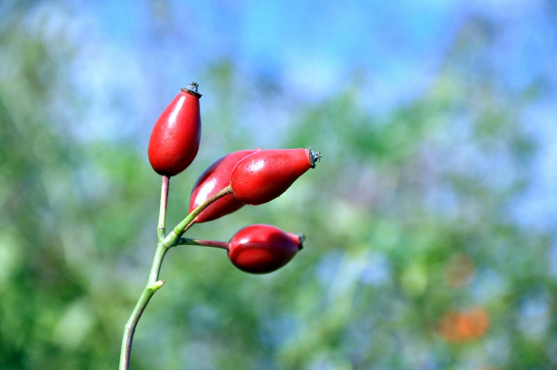 Rosa (o) &