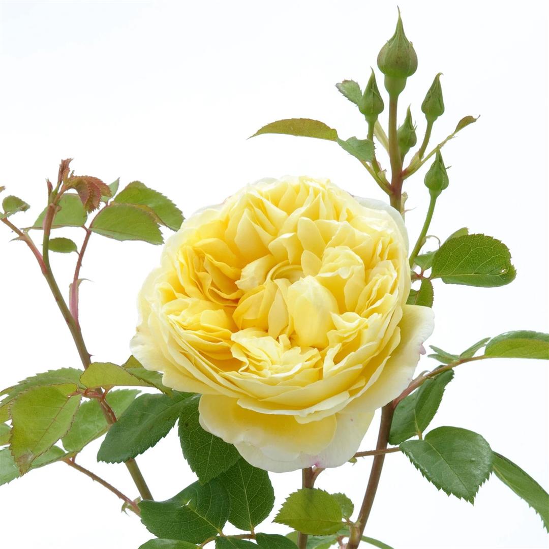 Rosa (H) &