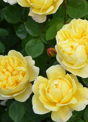 Rosa (H) 'Charles Darwin'