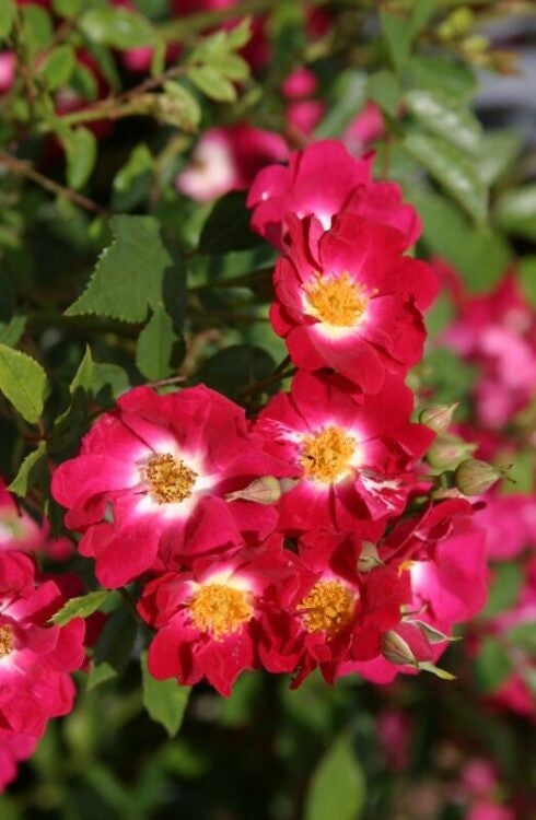 Rosa &
