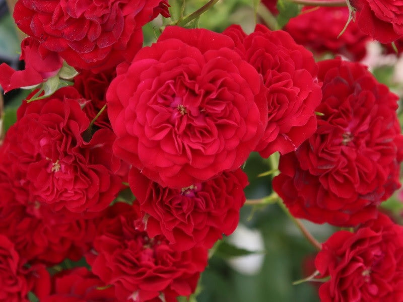 Rosa (K) &