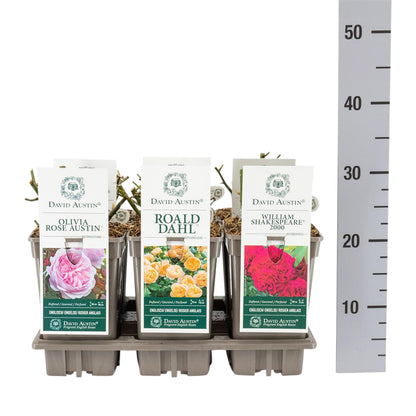 Rosa mix David Austin C3 (3 liters kruka)