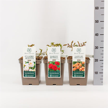 Rosa mix David Austin C5 (5 liters kruka)