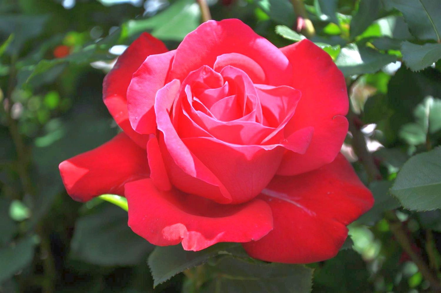 Rosa &