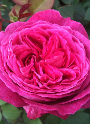 Rosa (F) 'Freifrau Caroline'®