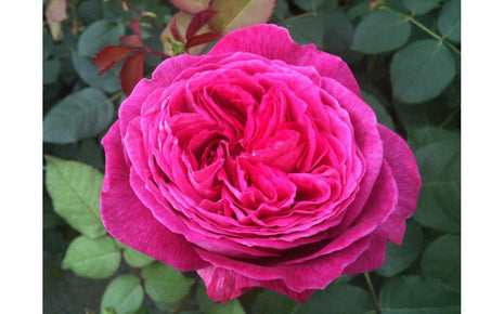 Rosa (F) 'Freifrau Caroline'®