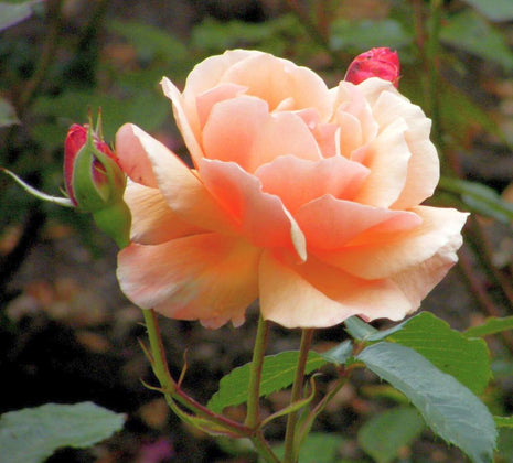 Rosa (F) 'Fragrant Delight'