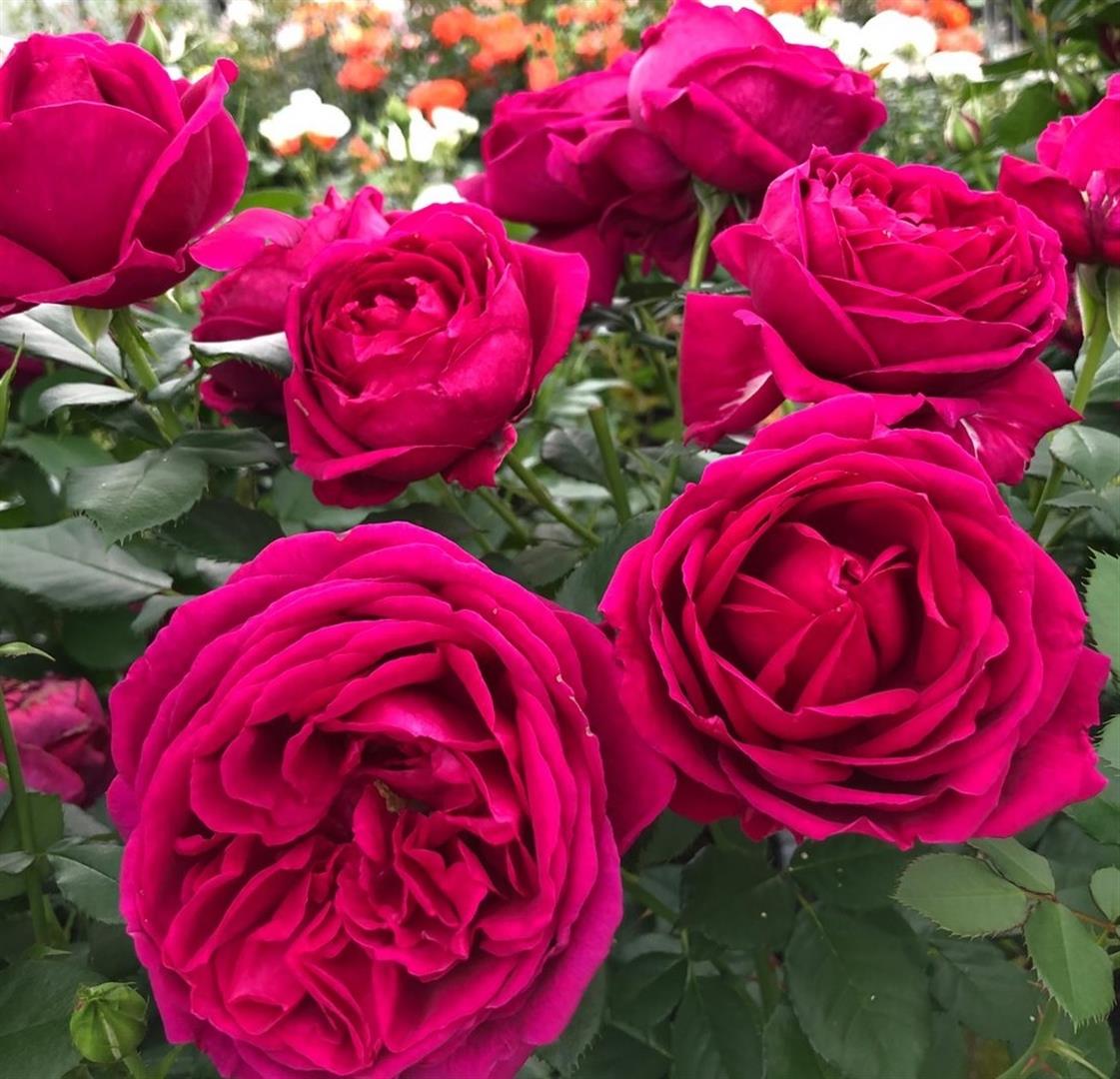 Rosa &