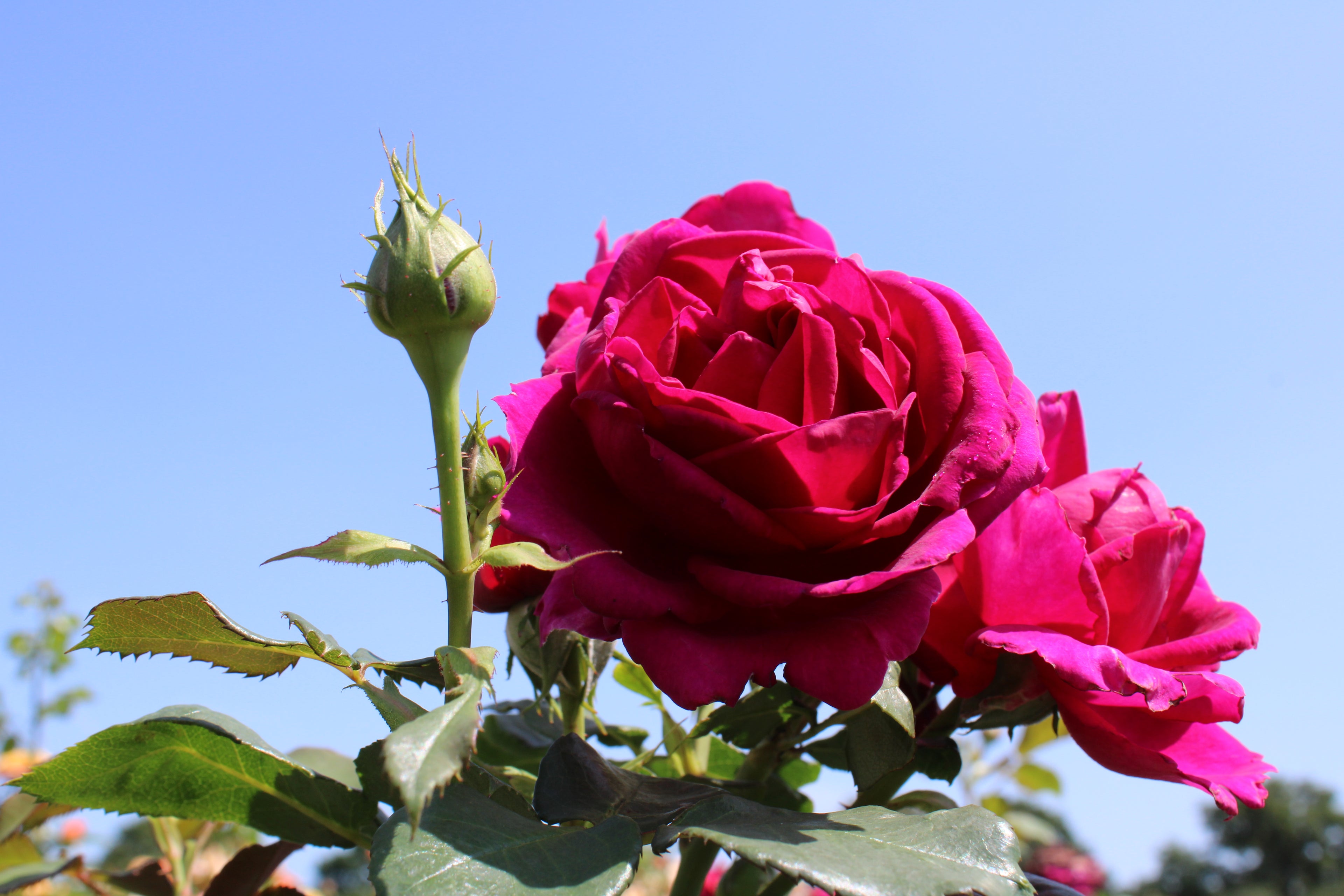 Rosa &