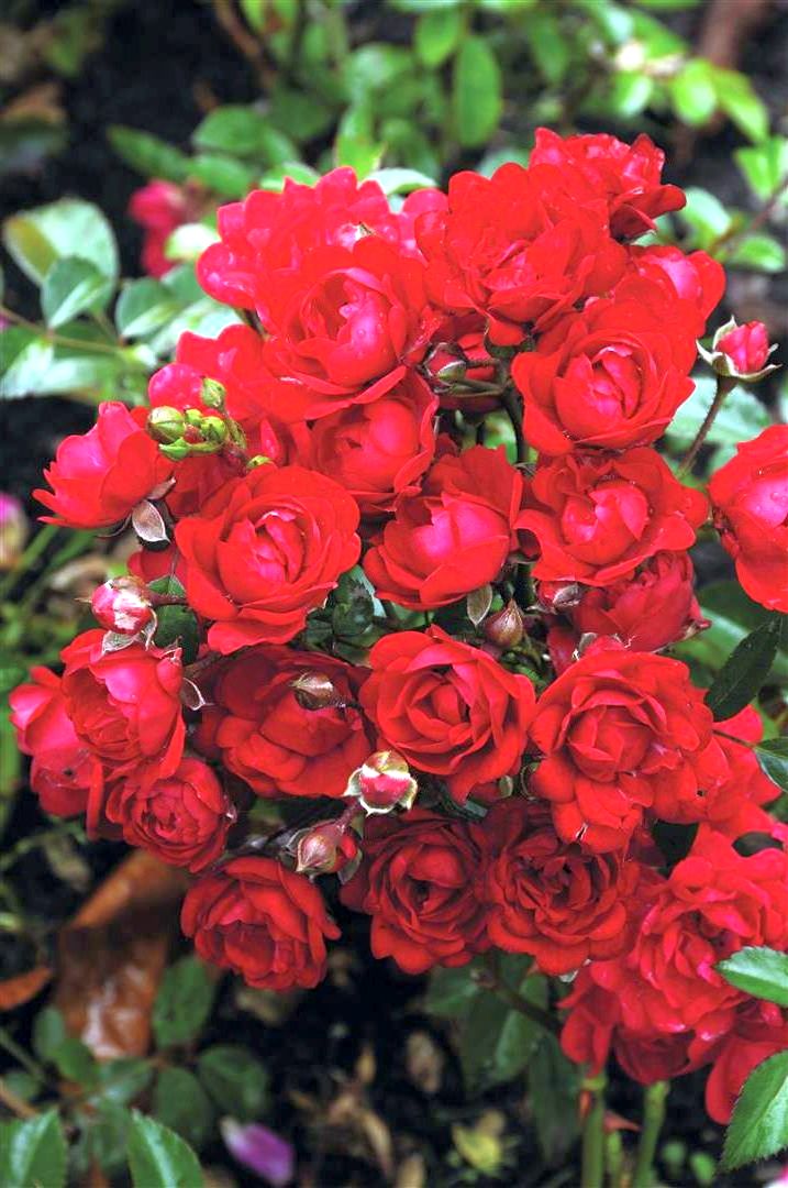 Rosa &