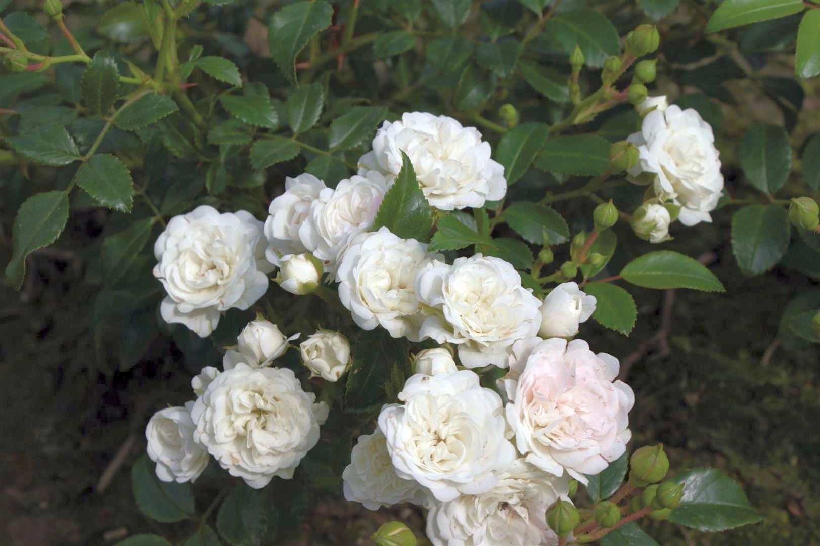 Rosa &