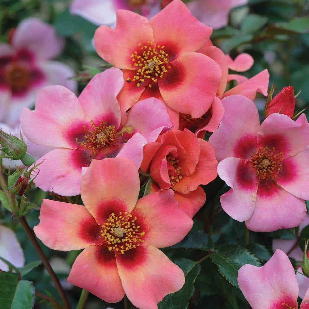 Rosa &