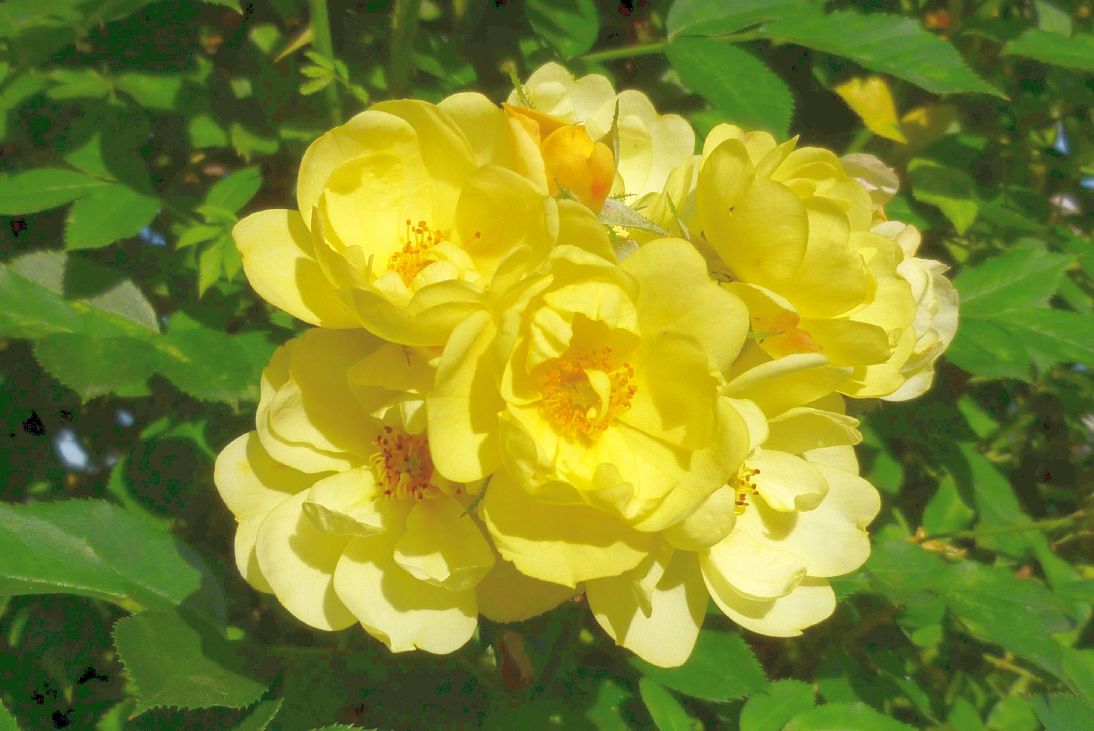 Rosa (T) &