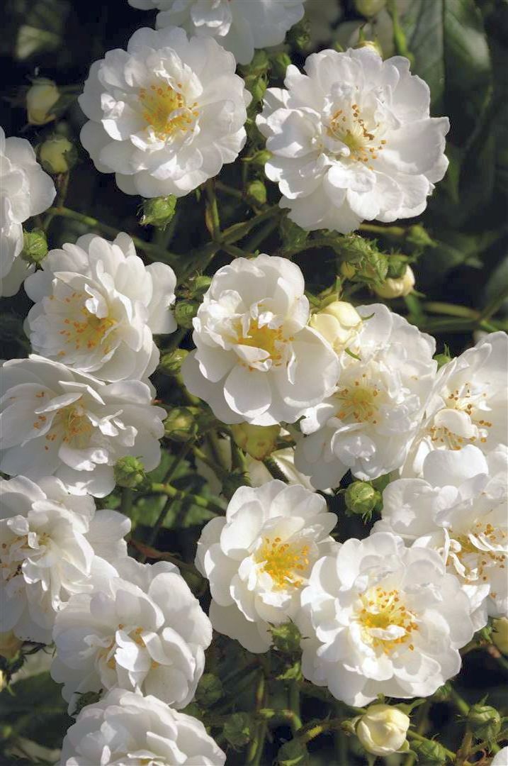 Rosa &