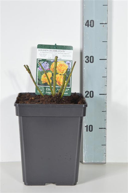 Rosa (H) Golden Celebration C5 (5 liters kruka / 23 cm kruka)