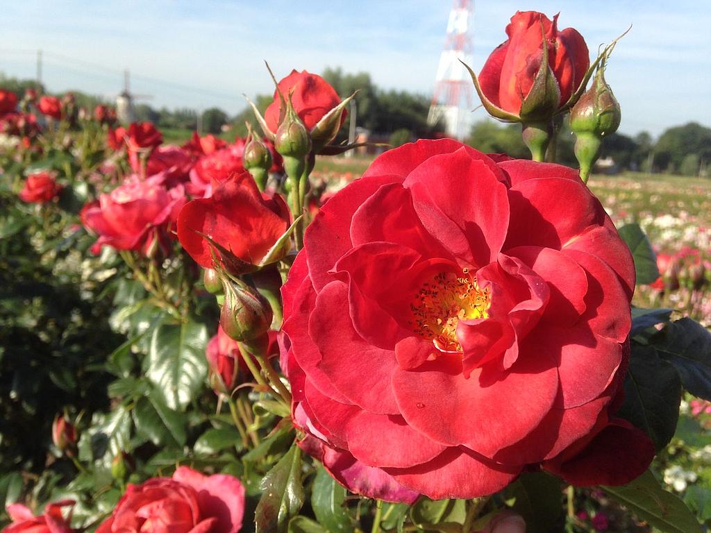 Buskros (F) &