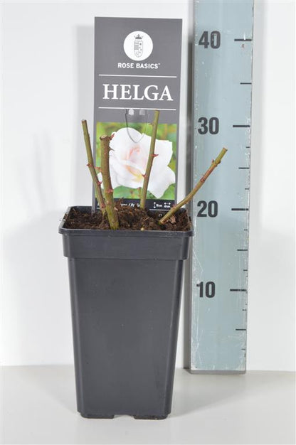 Rosa (F) Helga C3 (3 liters kruka) / 19 cm kruka