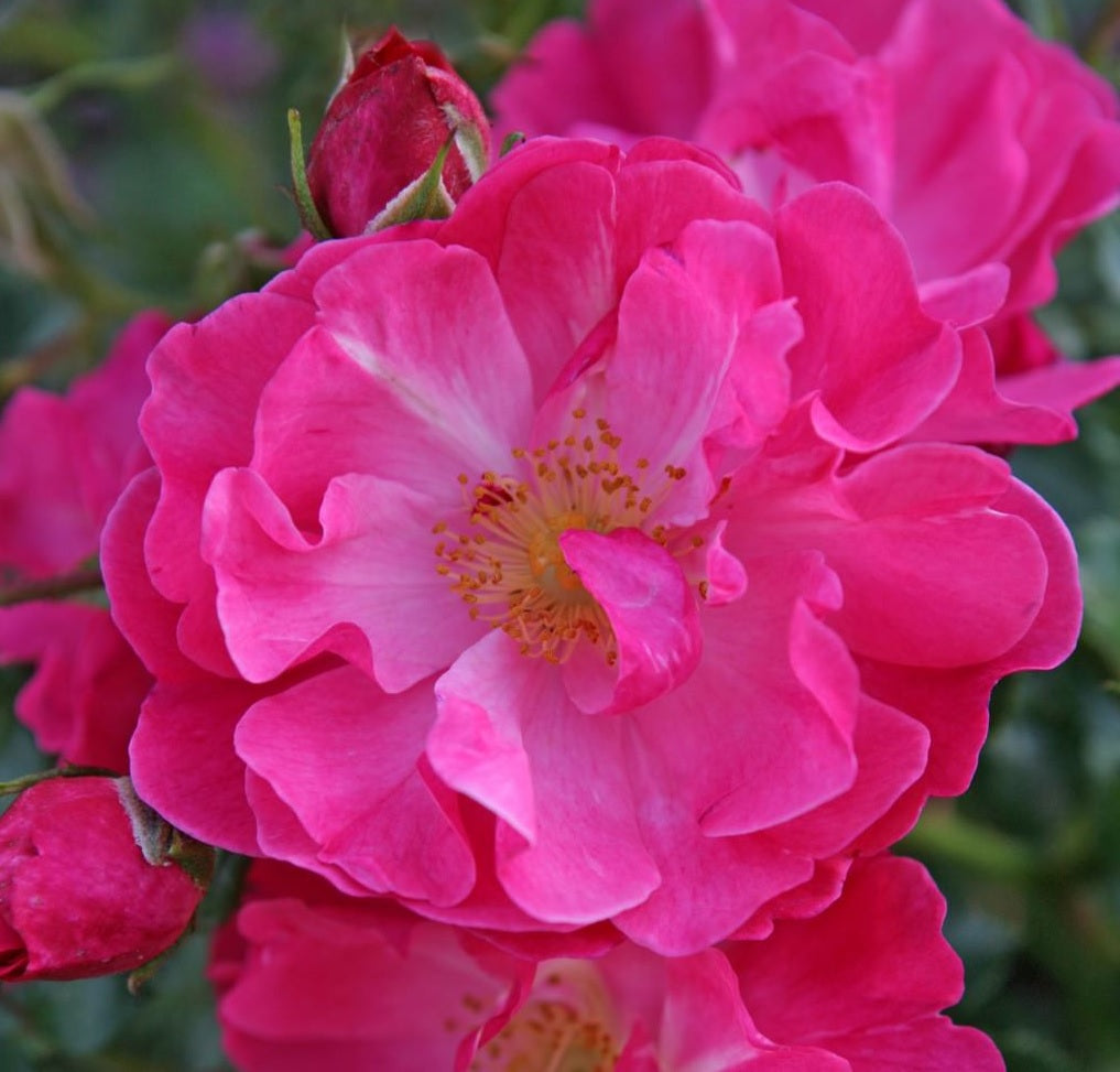 Rosa (M) Hotline C1,5 (1,5 liters kruka / 15 cm kruka)