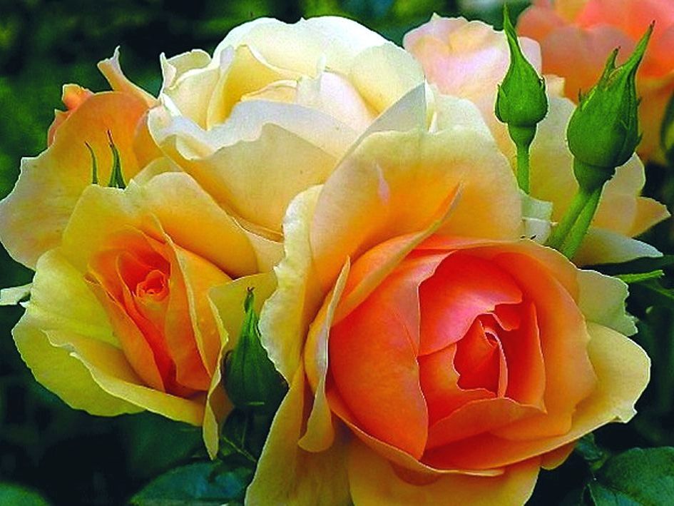 Rosa &