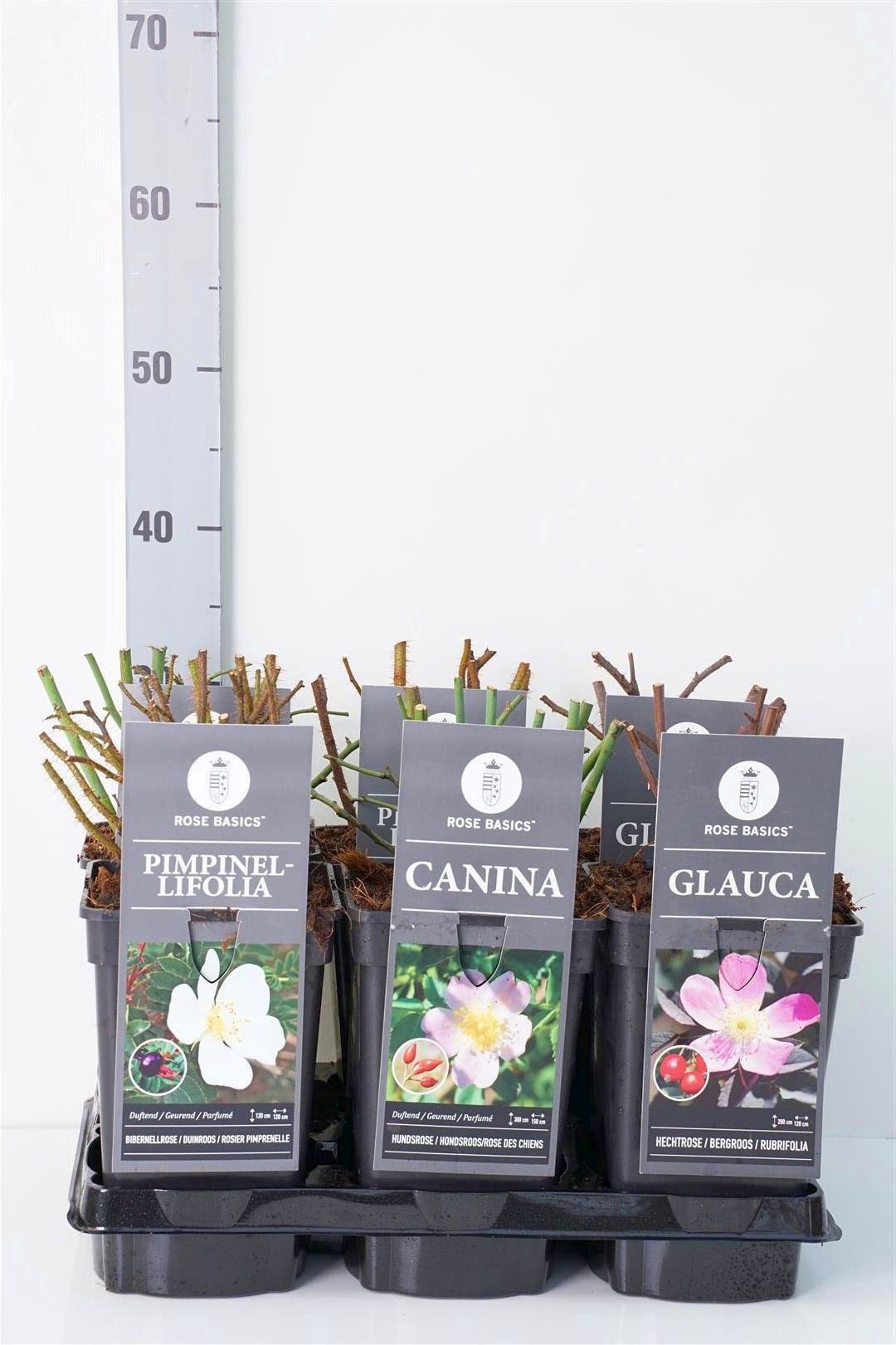 Buskros in cultivars - C3/P19