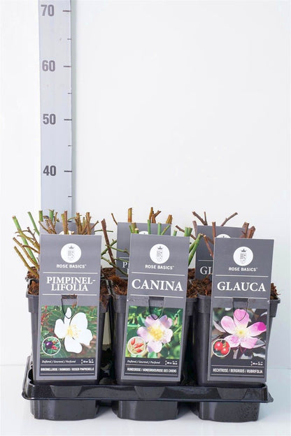 Rosa i sorter C3 (3 liters kruka / 19 cm kruka)