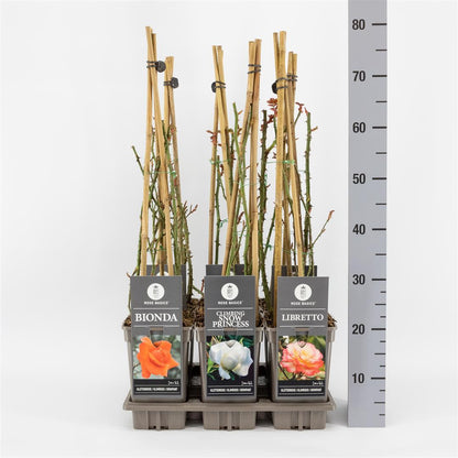 Rosa Mix Klätterrosor Basic C3 (3 liters kruka)