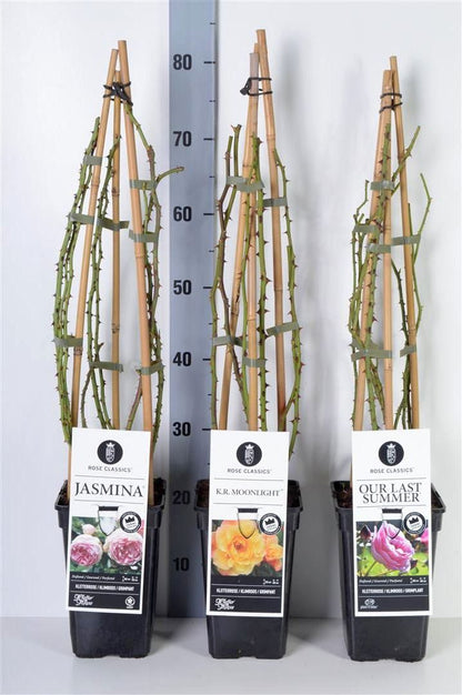 Rosa Mix Klätterrosor Exclusive C3 (3 liters kruka)