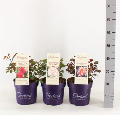 Rosa Kordes i sorter C5 (5 liters kruka / 23 cm kruka)