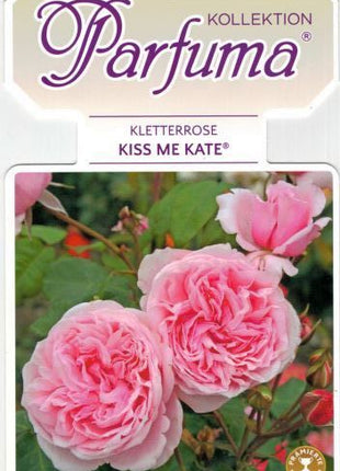 Rosa (F) 'Kiss me Kate'