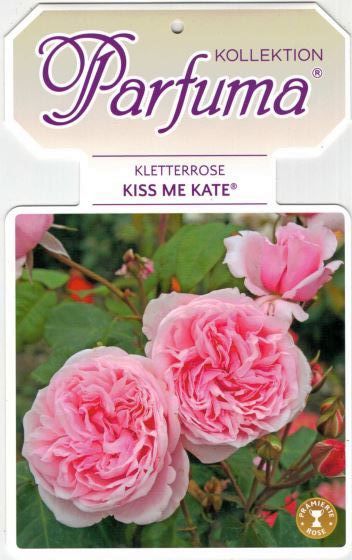 Rosa (F) 'Kiss me Kate'