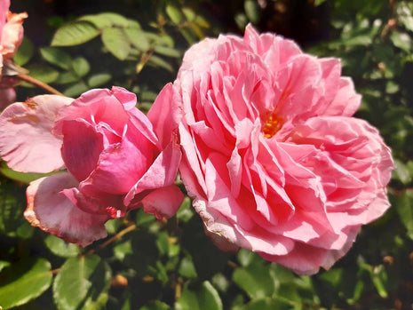 Rosa (F) 'Kiss me Kate'