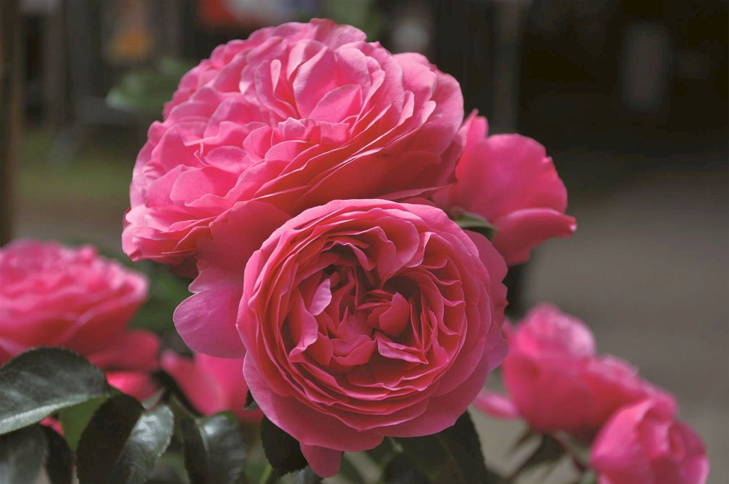 Rosa &