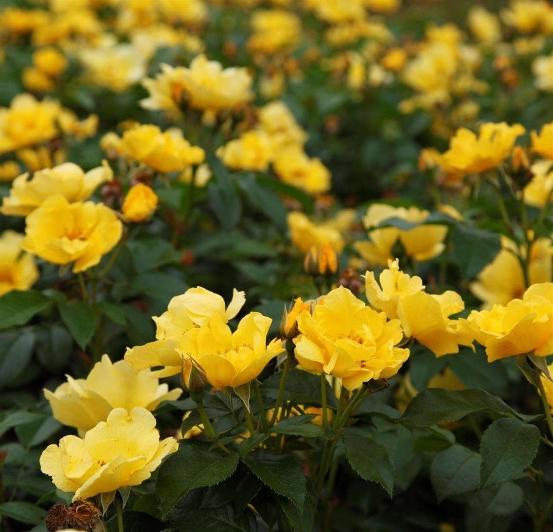 Rosa (M) &