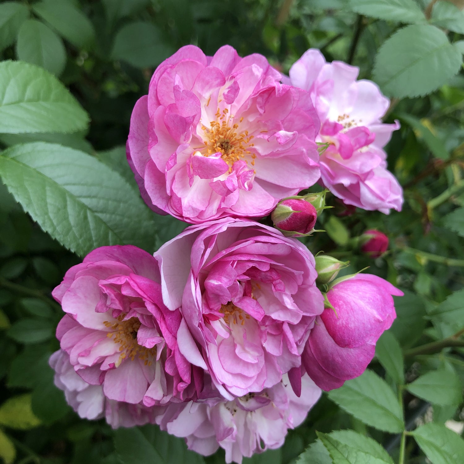 Rosa (K) &