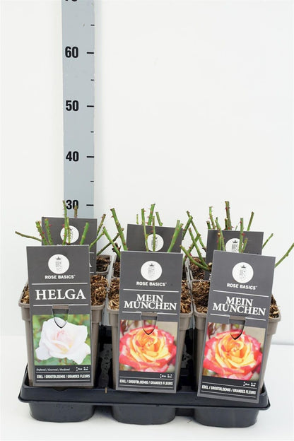 Rosa Mix Storkblommiga rosor C3 (3 liters kruka) / 19 cm kruka