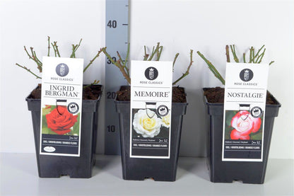 Rosa Mix Storblommiga Rosor C5 (5 liters kruka)