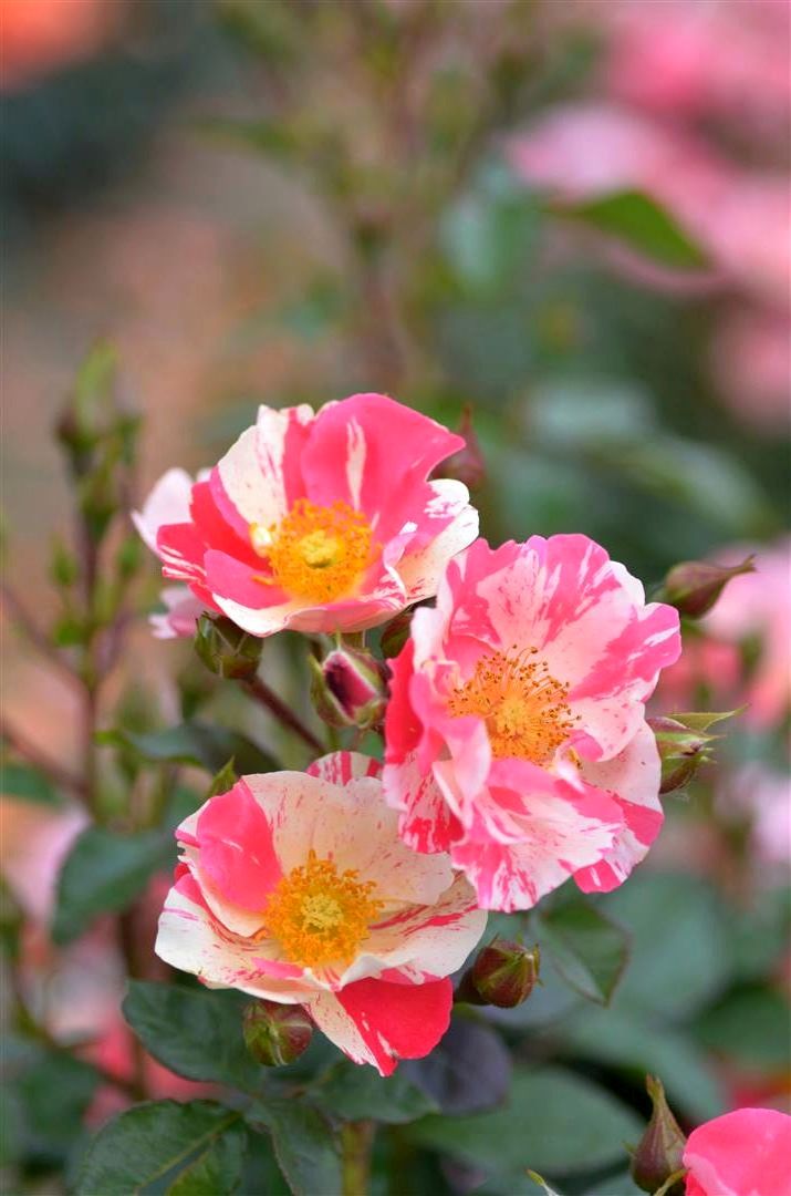 Rosa &