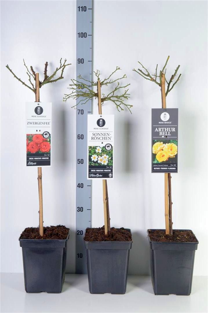 Buskros Miniature in cultivars - 50 CM STEM C6/P25
