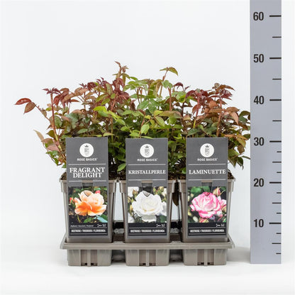 Rosa mix Rabatt C3 (3 liters kruka)